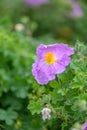 Pink rock-rose Cistus creticus saucer shaped, crinkly petaled, deep pink flower Royalty Free Stock Photo